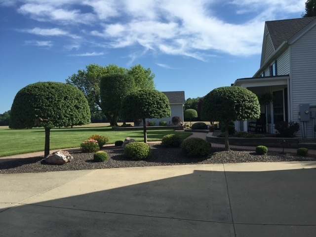 Tree and shrub fertilization